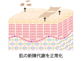 肌の新陳代謝を正常化