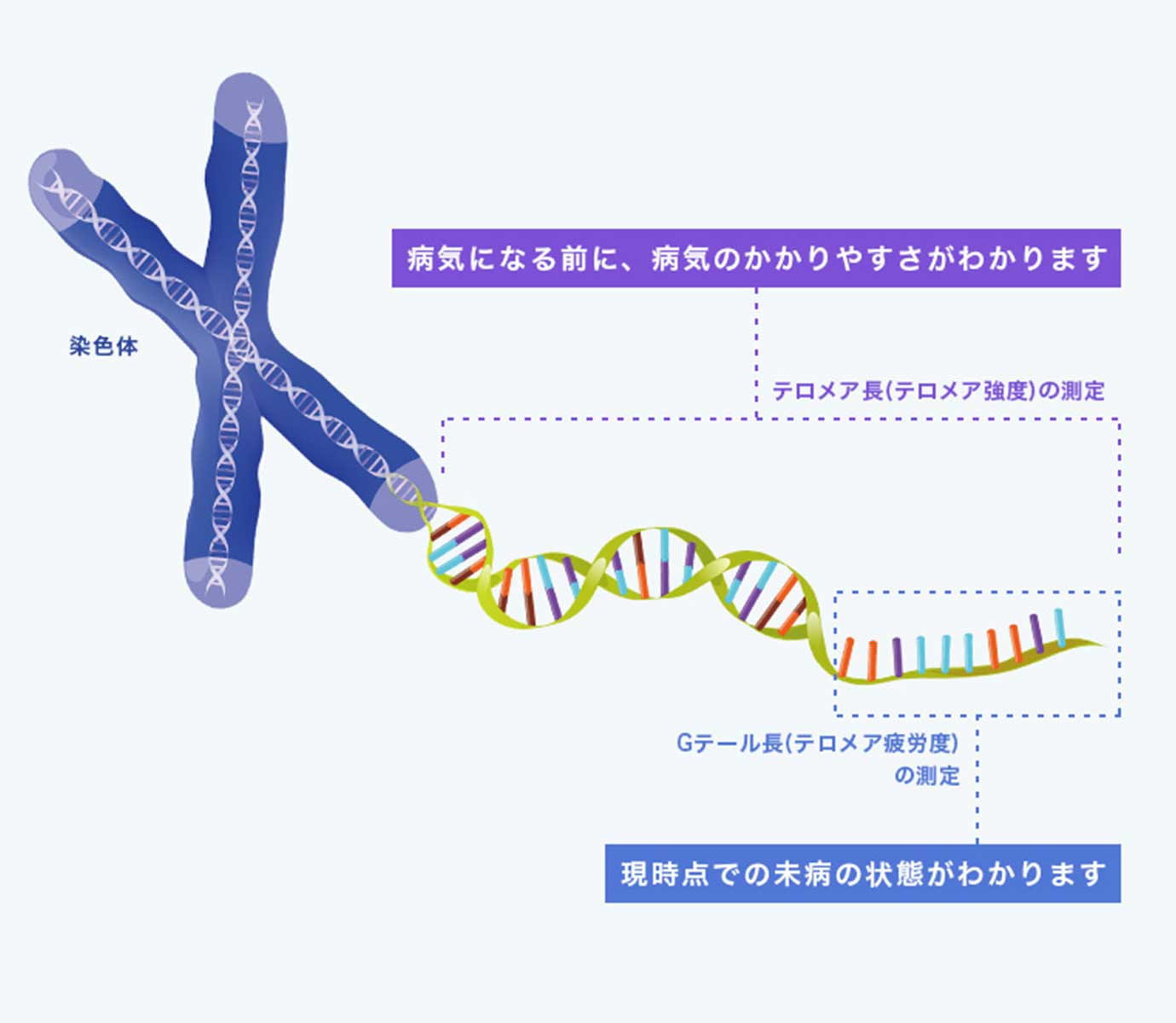 病気になる前に、病気のかかりやすさがわかります 現時点での未病の状態がわかります